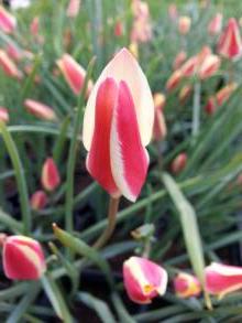 liliaceae 
     tulipa botanique 
     clusiana 
     Sheila 
     tulipe