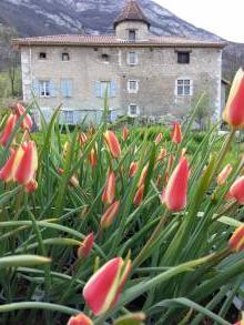 tulipa botanique clusiana sheila