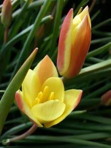 tulipa botanique clusiana tinka