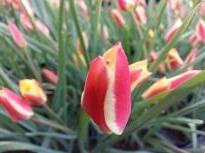 tulipa botanique clusiana tubergen's gem