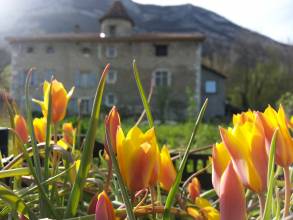 tulipa botanique clusiana var chrysantha