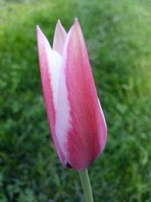 tulipa botanique clusiana var clusiana