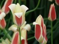 tulipa botanique clusiana var clusiana3 jpg
