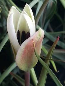 tulipa botanique clusiana var stellata