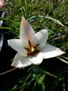 tulipa botanique clusiana var stellata