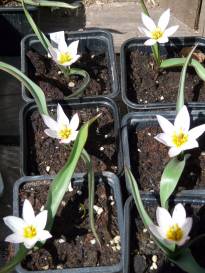 liliaceae 
     tulipa botanique 
     cretica 
      
     tulipe