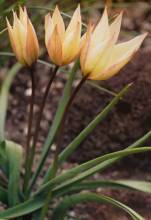 tulipa botanique cretica2 jpg