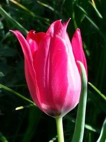 tulipa botanique didieri