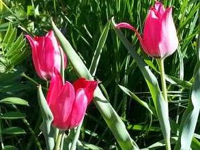 tulipa botanique didieri
