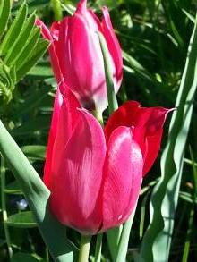 liliaceae 
     tulipa botanique 
     didieri 
      
     tulipe de Didier