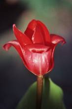 liliaceae 
     tulipa botanique 
     eichleri 
      
     tulipe