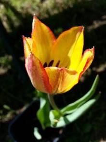 liliaceae 
     tulipa botanique 
     grengiolensis 
      
     tulipe