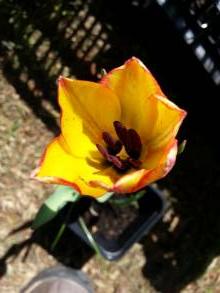 tulipa botanique grengiolensis