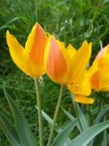 tulipa botanique hewery 1