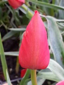 liliaceae 
     tulipa botanique 
     hoogiana 
      
     tulipe