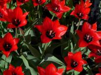 tulipa botanique hoogiana1 2 jpg