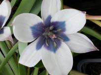 tulipa botanique humilis albacaerulea 1