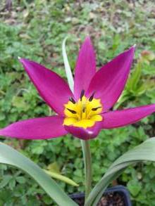 tulipa botanique humilis china coral