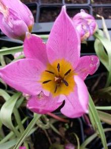liliaceae 
     tulipa botanique 
     humilis 
     Eastern Star 
     tulipe