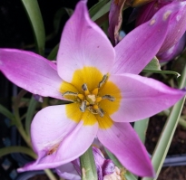 liliaceae 
     tulipa botanique 
     humilis 
     Helena 
     tulipe