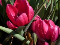 tulipa botanique humilis liliput1 jpg