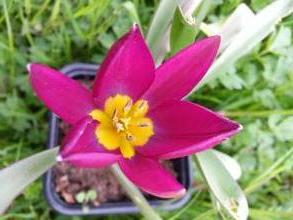 tulipa botanique humilis odalisque
