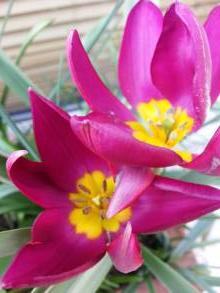 liliaceae 
     tulipa botanique 
     humilis 
     Odalisque 
     tulipe