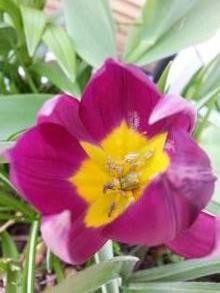 tulipa botanique humilis odalisque