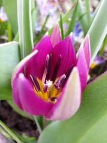 tulipa botanique humilis persian pearl