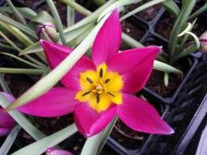 tulipa botanique humilis pulchella violacea