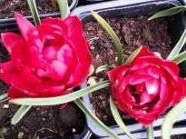 liliaceae 
     tulipa botanique 
     humilis 
     Samantha 
     tulipe
