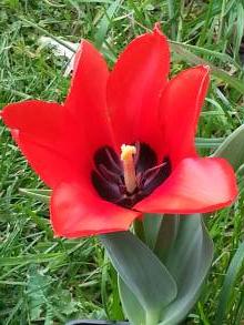 tulipa botanique ingens