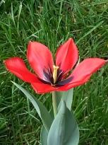 liliaceae 
     tulipa botanique 
     lanata 
      
     tulipe