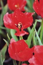 liliaceae 
     tulipa botanique 
     linifolia 
     Red Hunter 
     tulipe