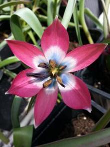 tulipa botanique little beauty