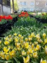 tulipa botanique little star