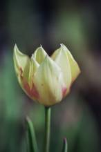 liliaceae 
     tulipa botanique 
      
      
     tulipe