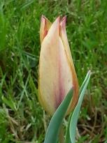 liliaceae 
     tulipa botanique 
     mauritiana 
     Cindy 
     tulipe