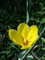 tulipa botanique montana jaune 2