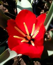 liliaceae 
     tulipa botanique 
     montana 
      
     tulipe