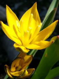 liliaceae 
     tulipa botanique 
     neustrueva 
      
     tulipe