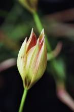 liliaceae 
     tulipa botanique 
     orphanidea 
     Flava 
     tulipe