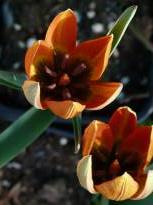 tulipa botanique orphanidea1 jpg