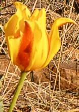 liliaceae 
     tulipa botanique 
     ostrowskiana 
      
     tulipe
