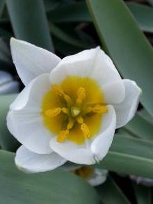 tulipa botanique polychroma