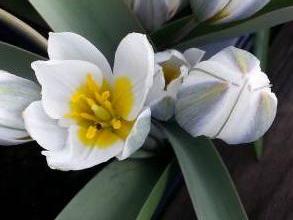 tulipa botanique polychroma