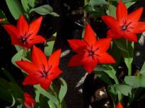 tulipa botanique praestans fusilier1 jpg