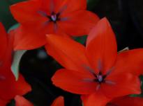 tulipa botanique praestans fusilier2 jpg