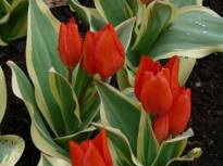 tulipa botanique praestans unicum1 jpg