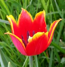 liliaceae 
     tulipa botanique 
     schrenkii 
      
     tulipe